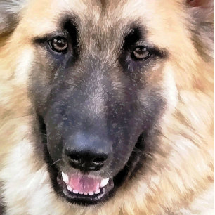 PÓSTER GERMAN SHEPHERD