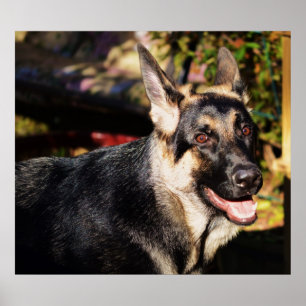 Póster German Shepherd by Shirley Taylor