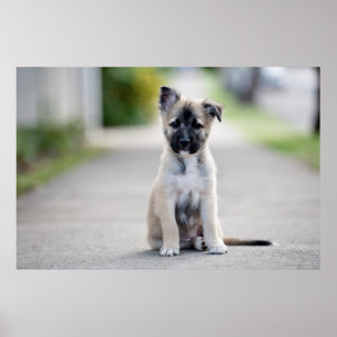 Póster German Shepherd Puppy on Footpath