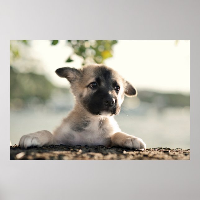 Póster German Shepherd Puppy Over Ledge (Frente)
