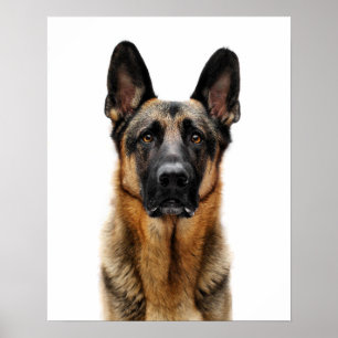 Póster German Shepherd Sitting Up