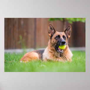 Póster German Shepherd With Tennis Ball