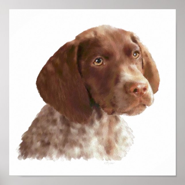 Póster German Shorthair Puppy (Frente)