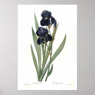 Póster Germanica del iris