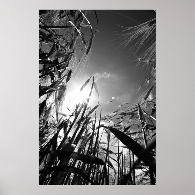 Póster Getreide Schwarz Weiß (Frente)
