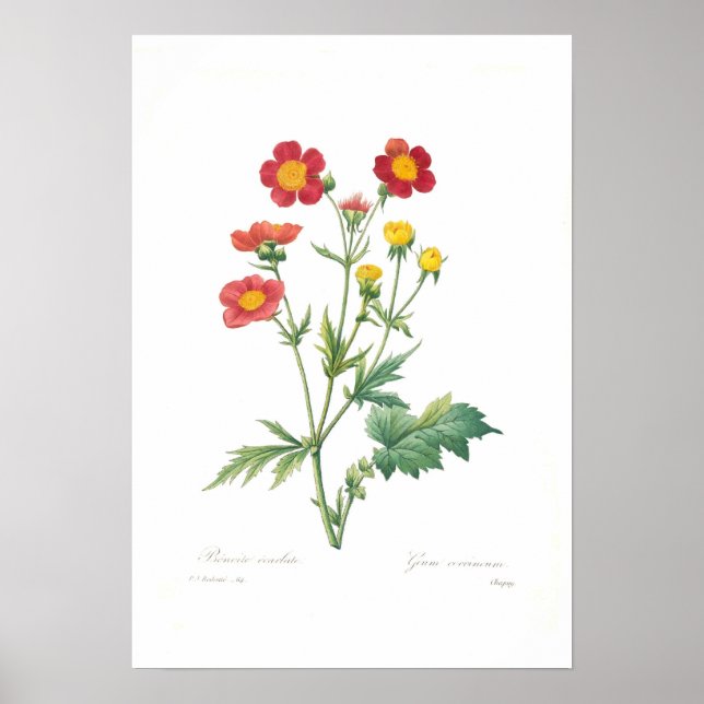 Póster Geum coccineum (Frente)