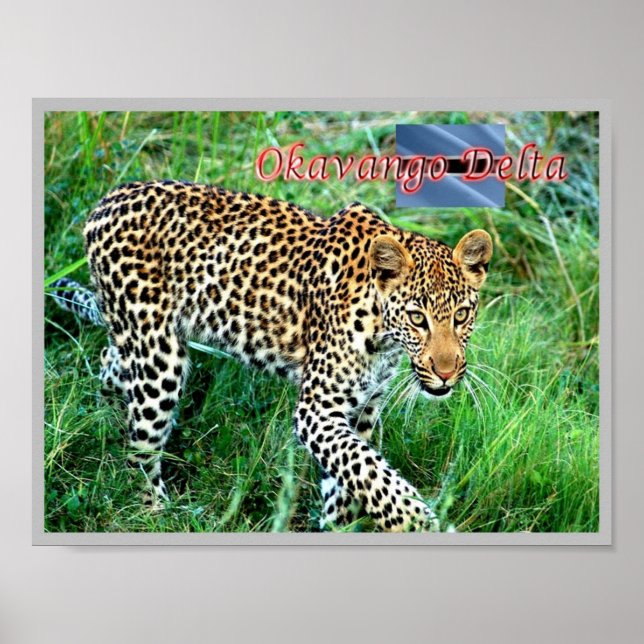 Póster GHEPARD Okavango Delta - (Frente)