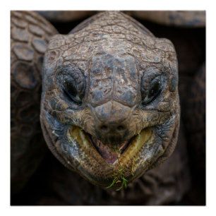 Póster Giant Aldabra Tortoise Jigsaw Puzzle