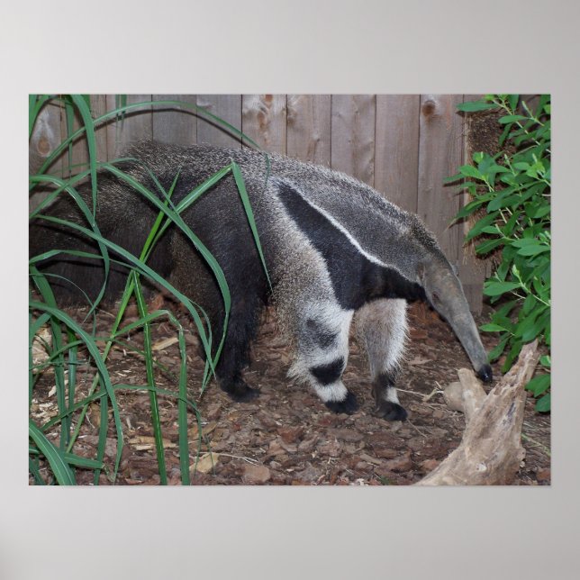 Póster Giant Anteater Photo Poster (Frente)