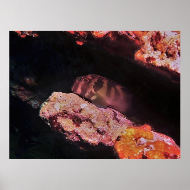Póster Giant Blenny (Frente)