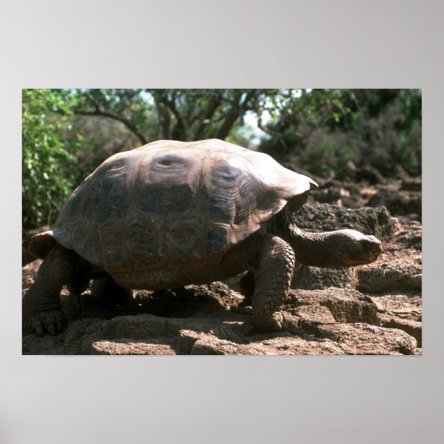 Póster Giant Dome-Shaped Tortoise (Frente)