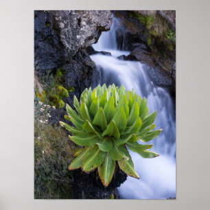Póster Giant Groundsel o Dendrosenecio 2