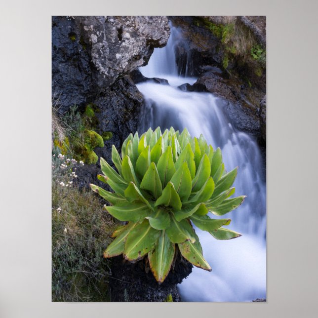Póster Giant Groundsel o Dendrosenecio 2 (Frente)