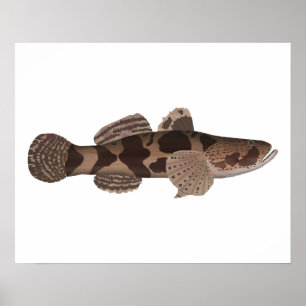 Póster Giant Gudgeon
