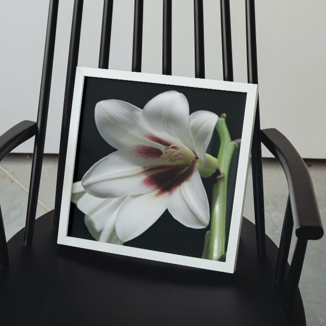 Póster Giant Himalayan Lily Photo Glossy (In Situ)