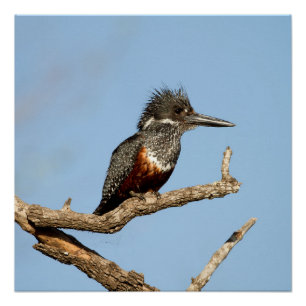 Póster Giant Kingfisher