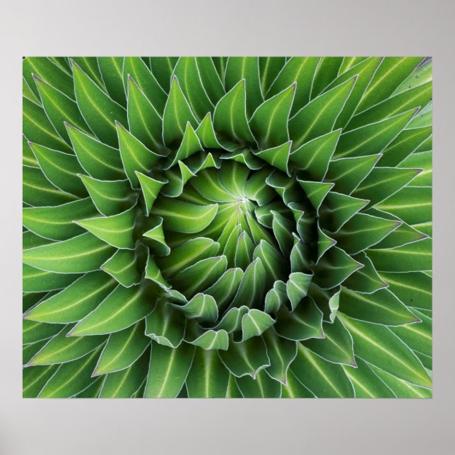 Póster Giant Lobelia | Parque nacional Monte Kenia, Kenia (Frente)