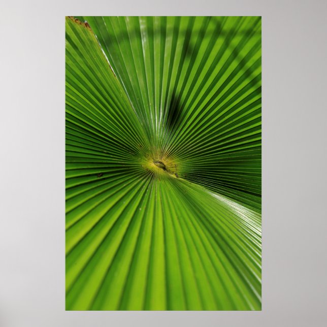 Póster Giant Palm Leaf, Queensland (Frente)