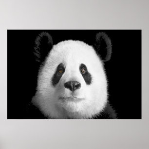 Póster Giant Panda