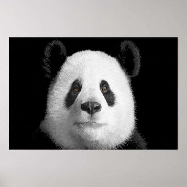 Póster Giant Panda (Frente)