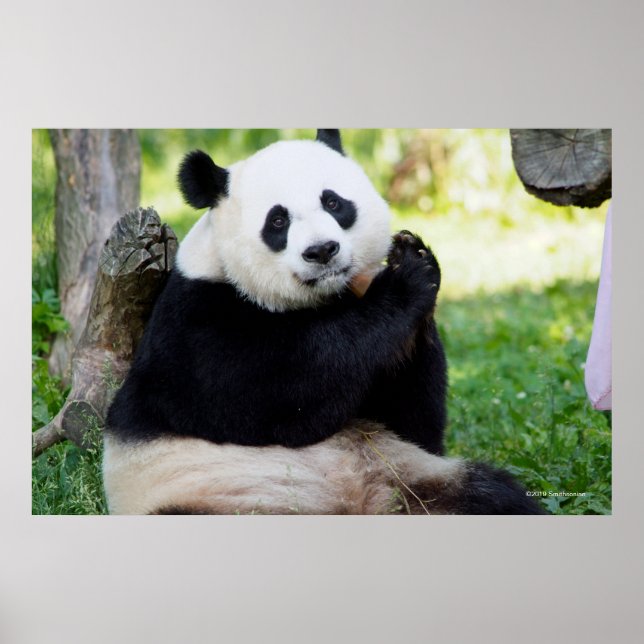 Póster Giant Panda Sitting (Frente)
