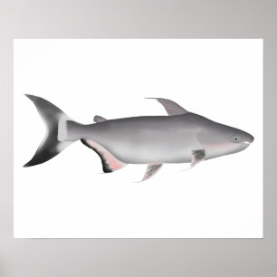 Póster Giant Pangasius