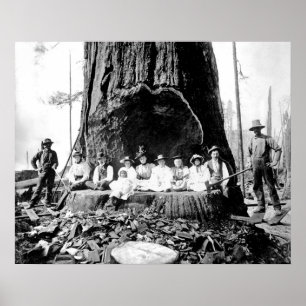 Póster GIANT REDWOOD el DOMINGO c. 1890