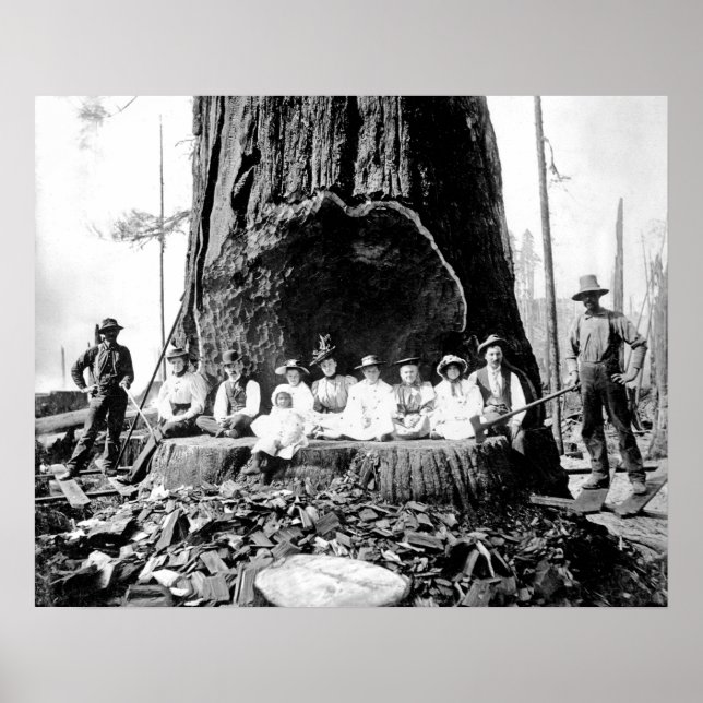 Póster GIANT REDWOOD el DOMINGO c. 1890 (Frente)