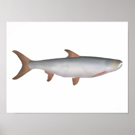 Póster Giant Salmon Carp