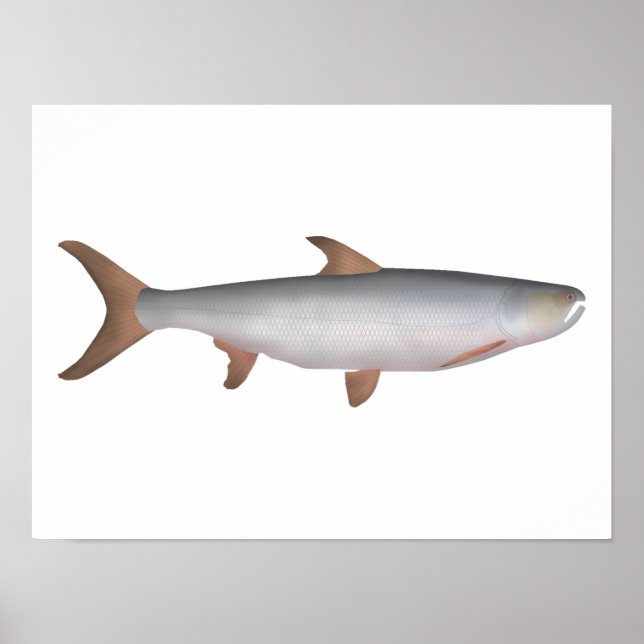 Póster Giant Salmon Carp (Frente)