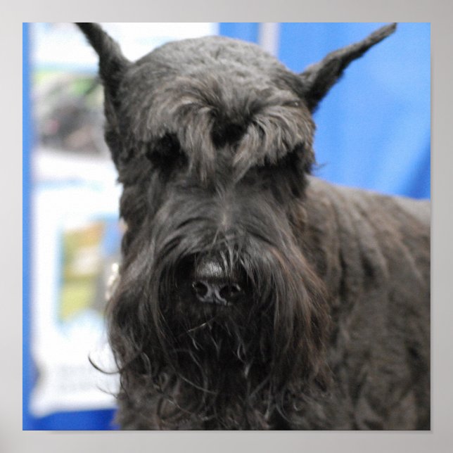 Póster Giant Schnauzer Poster (Frente)