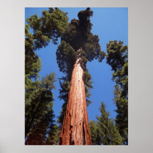Póster Giant Sequoia