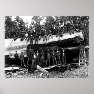 Póster GIANT SEQUOIA LOG RETRAIT c. 1890