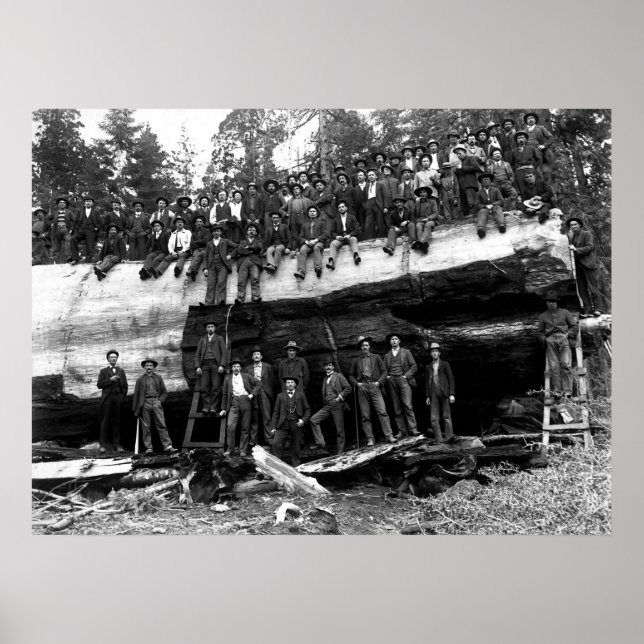 Póster GIANT SEQUOIA LOG RETRAIT c. 1890 (Frente)