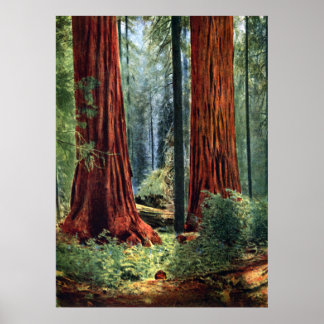 Póster Giant Sequoia Trunks