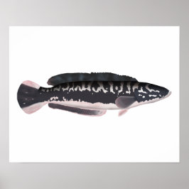 Póster Giant Snakehead