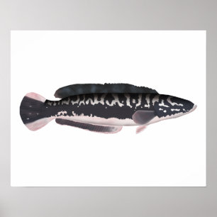 Póster Giant Snakehead