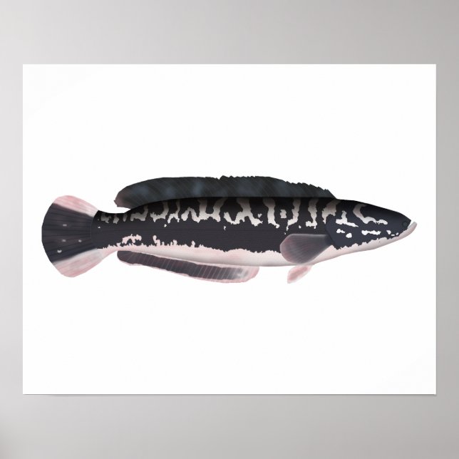 Póster Giant Snakehead (Frente)