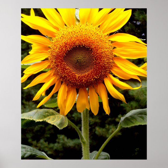 Póster Giant Sunflower, yellow flower (Frente)