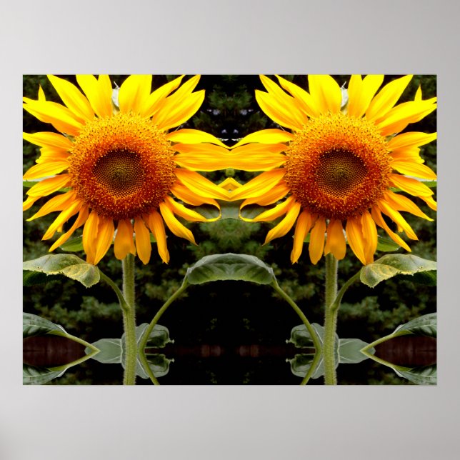 Póster Giant Sunflowers, yellow floral  (Frente)