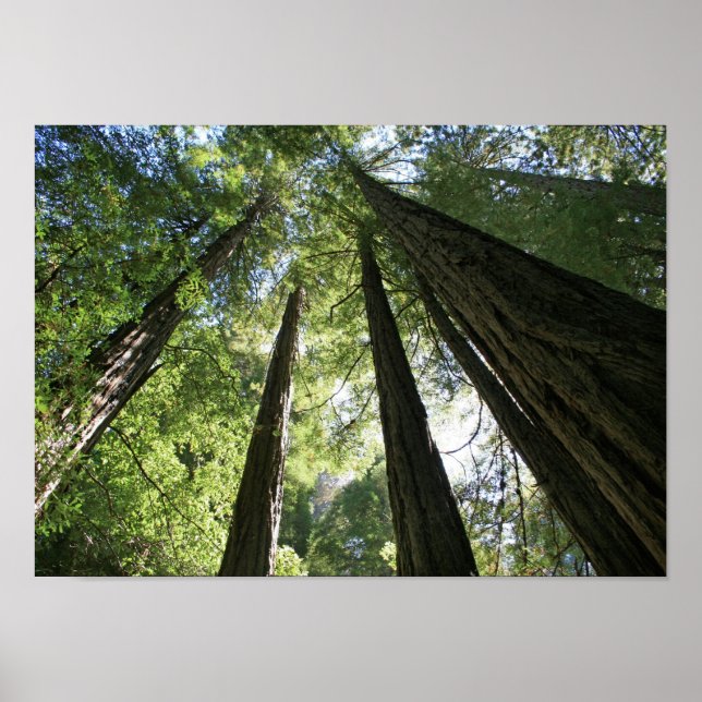 Póster "Giants", Muir Woods (Frente)