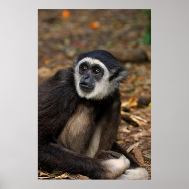 Póster Gibón de manos blancas (Hylobates Lar), Monkeyland (Frente)