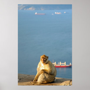 Póster Gibraltar Barbary ape