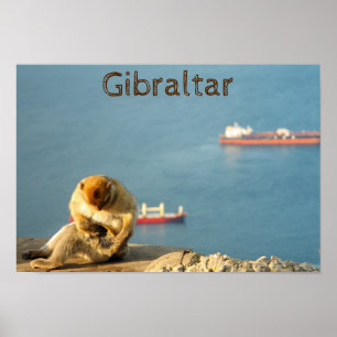 Póster Gibraltar Barbary ape