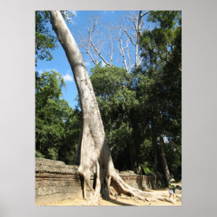 Póster Gigante Banyan Tree ... Templo Ta Prohm, Camboya