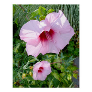 Póster Gigante comestible Hibiscus Flower Perfect