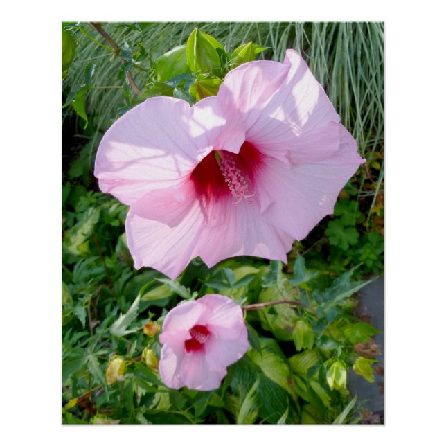 Póster Gigante comestible Hibiscus Flower Perfect (Anverso)