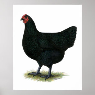 Póster Gigante de Jersey: Black Hen