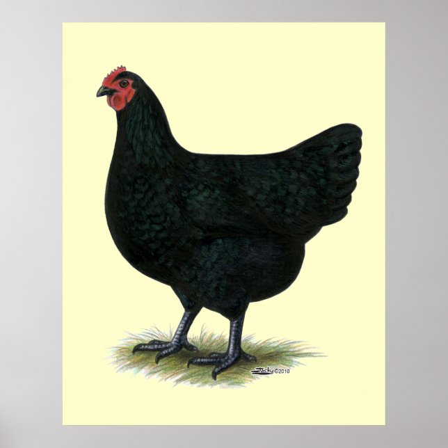 Póster Gigante de Jersey: Black Hen (Frente)