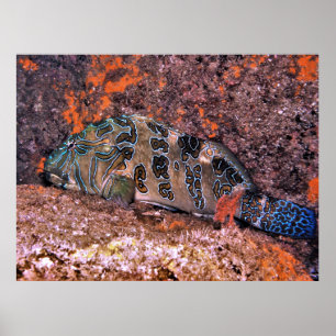Póster Gigante Hawkfish